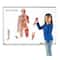 Learning Resources® Double-sided Magnetic Human Body